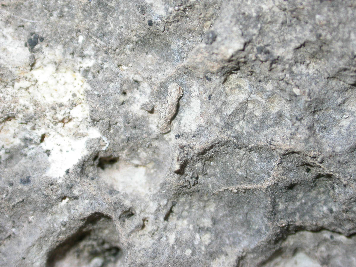 Microlepidottero attero sconosciuto...